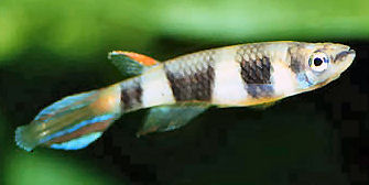 Epiplatys annulatus : Kasawe