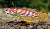 Epiplatys_ansorgiit.jpg