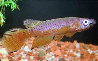 Epiplatys ansorgii : Sindara