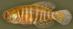 00-0-Copr_2014-W_Costa-Holotype-UFRJ_9797_male_35-2mm_SLt.jpg