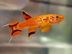 00-0-Copr_2018-Killifish_Erict.jpg