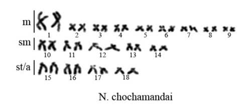 karyotype