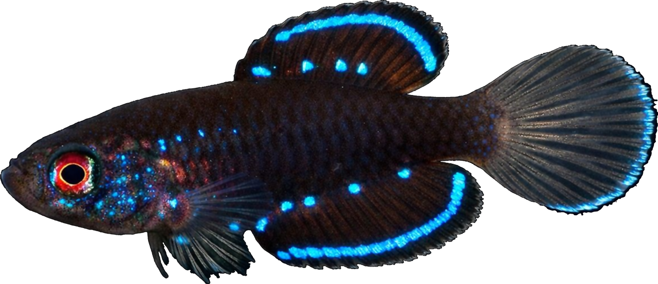 Simpsonichthys costai