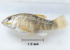 goldspotted_killifisht.jpg