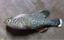 Nothobranchius dubieensis