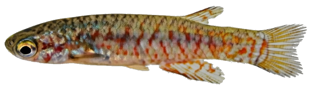 DCR - Rivulus (Melanorivulus) decoratus