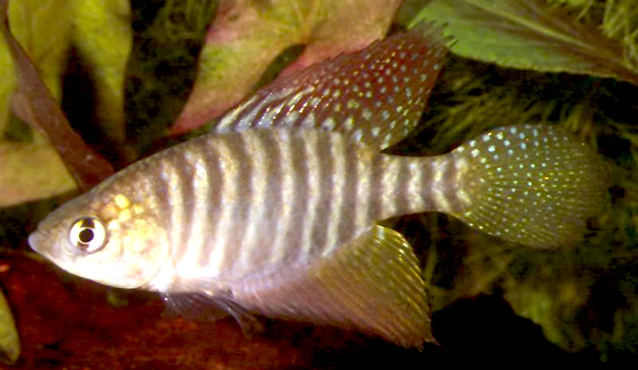 Simpsonichthys flagellatus