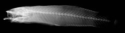 01-0-Copr_2020-JJ_Scheel_Holotype_NHMD_P352628t.jpg