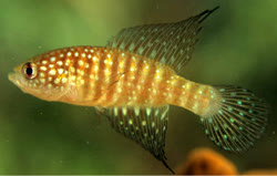 Hypsolebias gibberatus