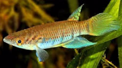 Epiplatys_grahami2t.jpg