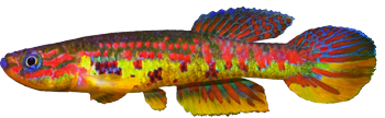 00-0-Copr_2020_Gersom_Dracot.png