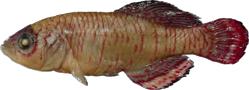 05-0-Copr_2025-Bela_Nagyt.png