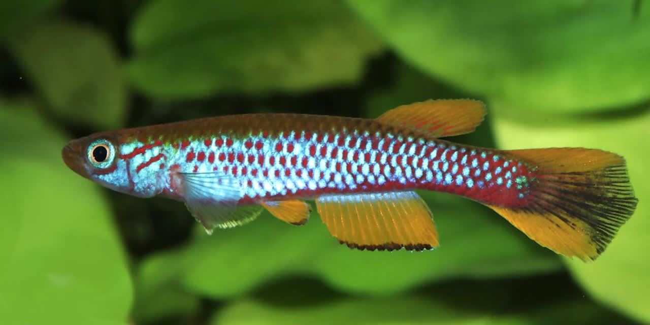 Aphyosemion (Mesoaphyosemion) izyarae