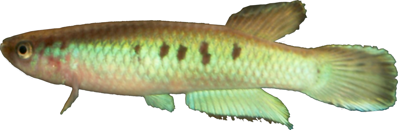 Archaphyosemion jeanpoli