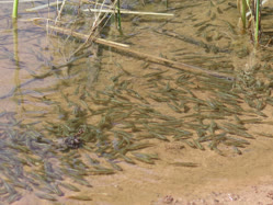 01-0-Copr_2026-USFWSt.jpg