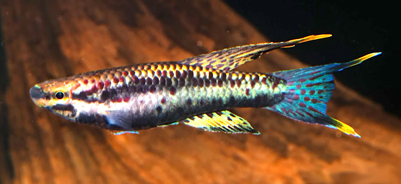 Mvimba