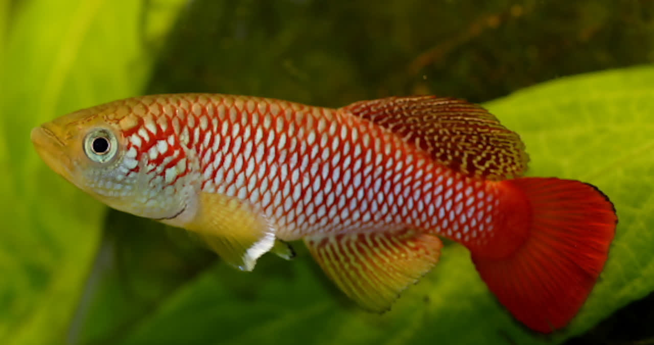 Njopeka