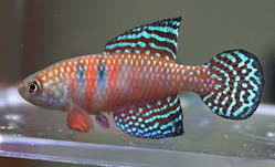 00-0-Copr_2025-Dorsal_Advance_pHt.jpg