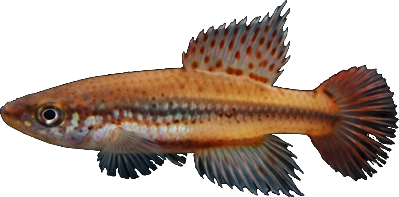Cynopoecilus melanotaenia