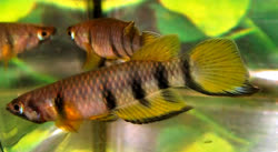 01-0-copr_2012_lotsoffisht.jpg