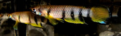 03-0-copr_2012_lotsoffisht.jpg