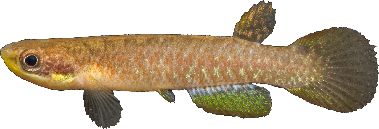Rivulus (Atlantirivulus) peruibensis