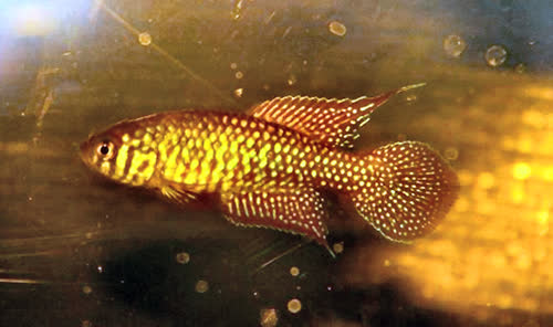 Simpsonichthys punctulatus