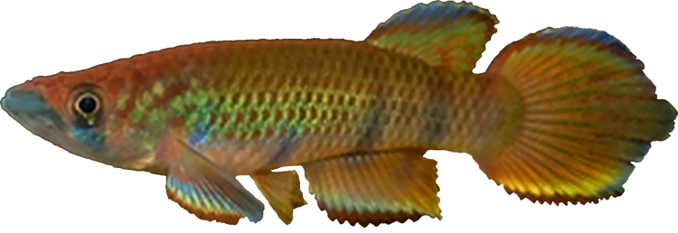 Epiplatys infrafasciatus rathkei