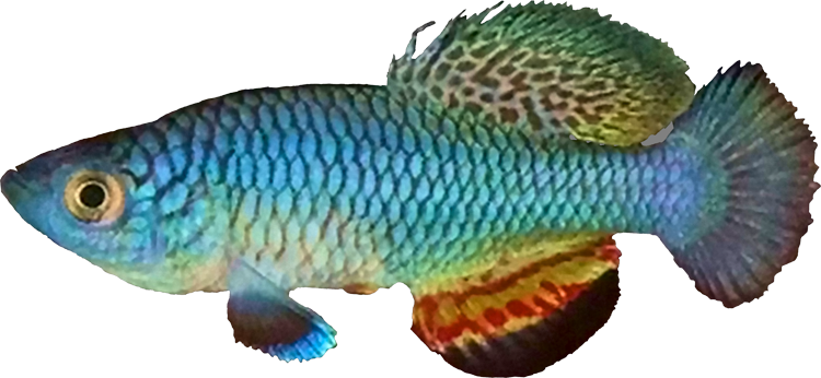 Nothobranchius rungwaensis