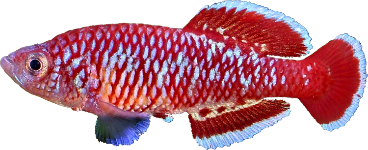 Nothobranchius rubroreticulatus