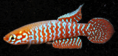 Leptopanchax sanguineus