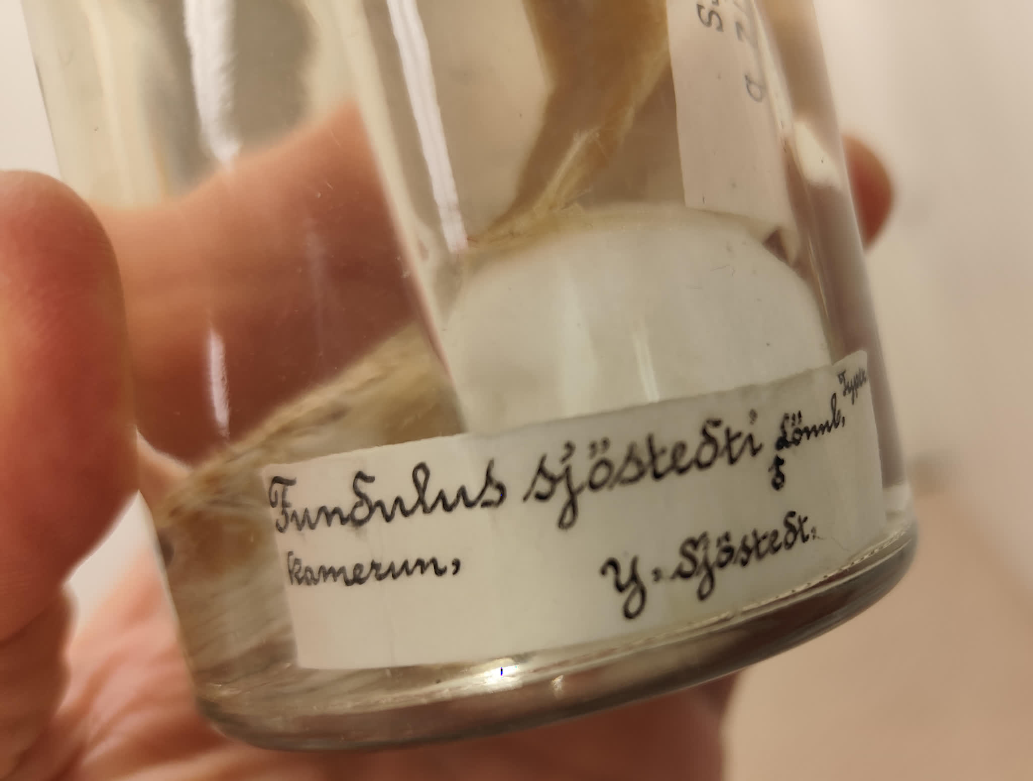 types -  SJO types from Cameroon