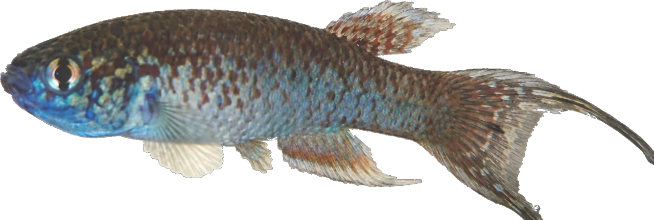 Rachovia splendens