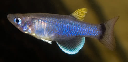 Pantanodon stuhlmanni