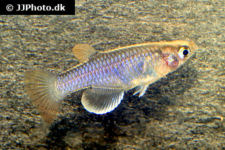 pantanodon_stuhlmanni_xt.jpg