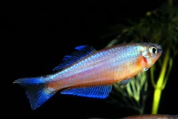 Plat -  Plataplochilus