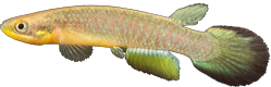 00-0-Copr_2026-Eric_Ywamoto-Holotype-LBP_34196t.png