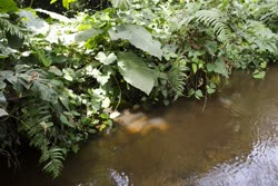 01-0-Copr_2020-Russel_Brian_Tate-margins-of-a-tributary-of-the-Mungo-River-Cameroont.jpg