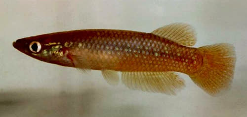 Pachypanchax varatraza from Ampanobe