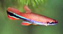 Rivulus xiphidius 